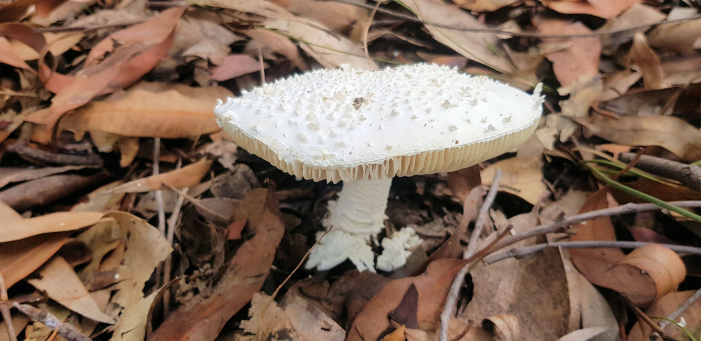 White Mushroom in Leaf Litter