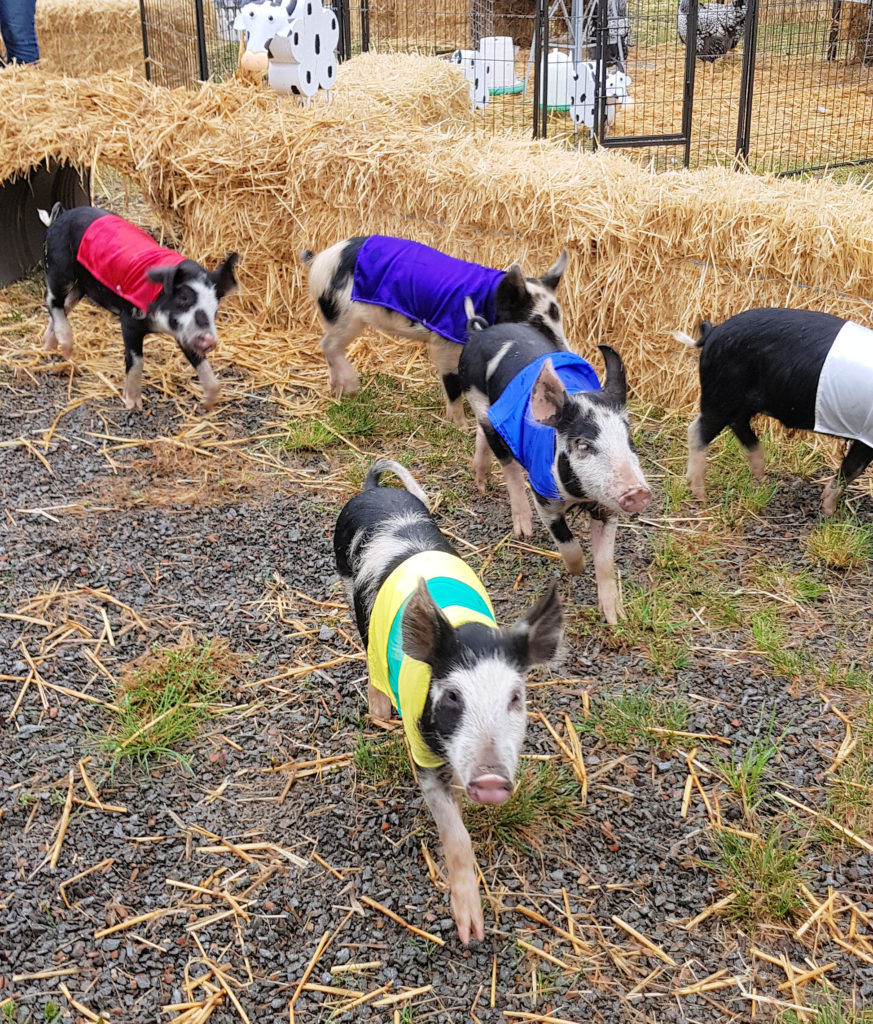 Piglet Races