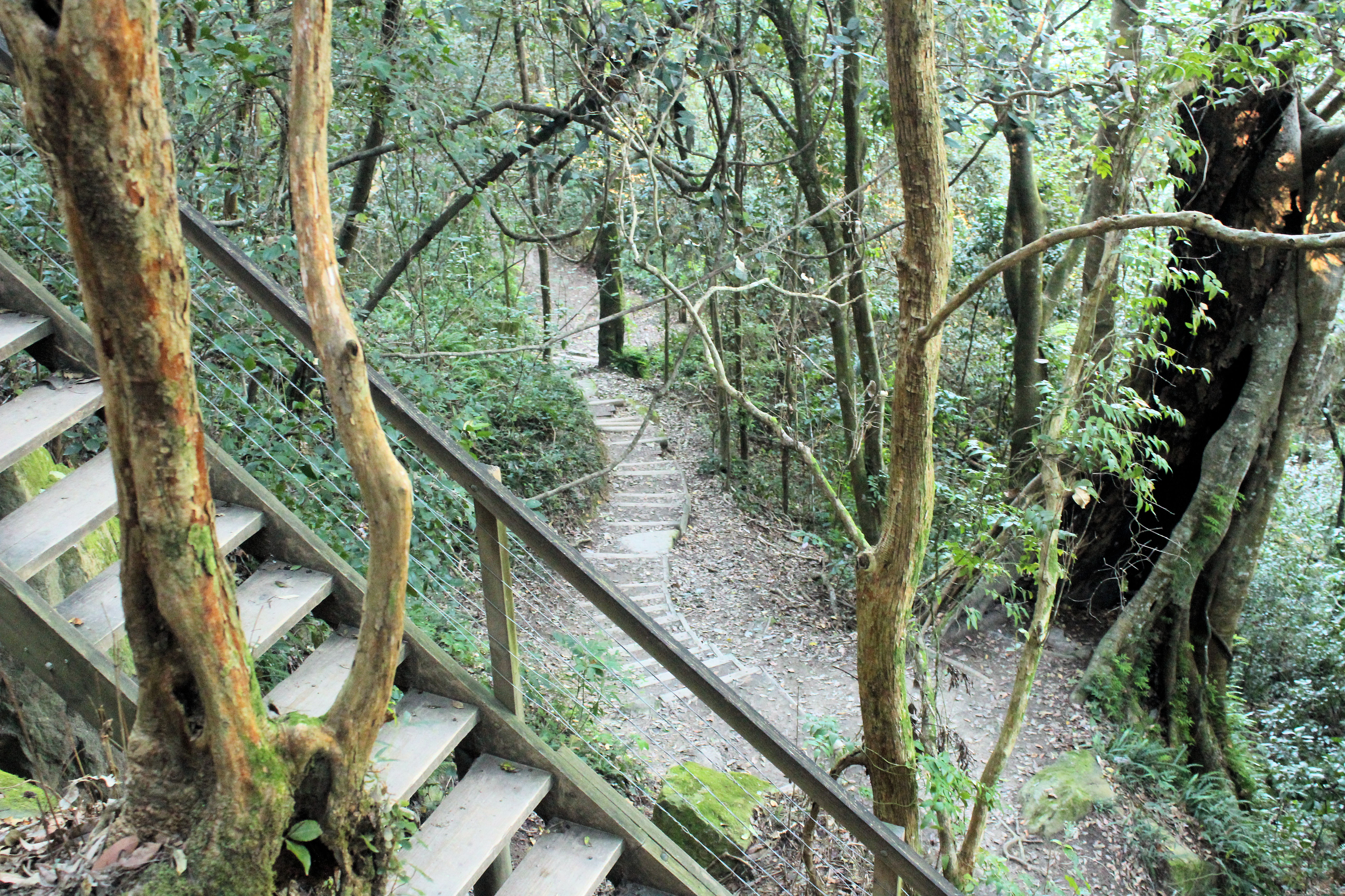 Yuelarbah Track Steps Going Down