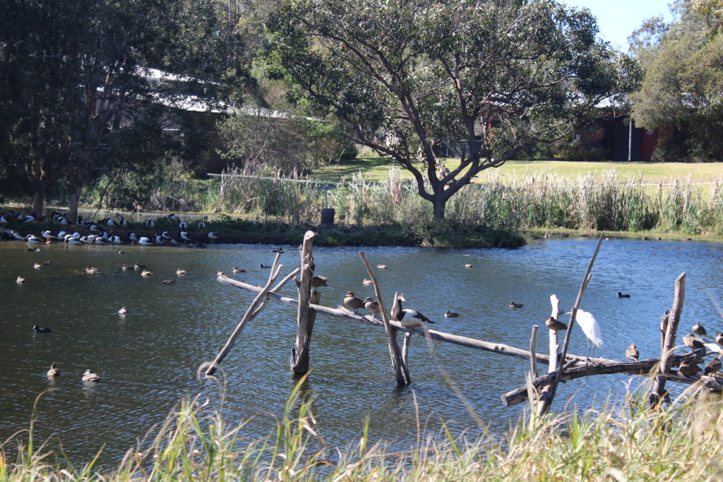 Water Birds at the Wetlands Centre