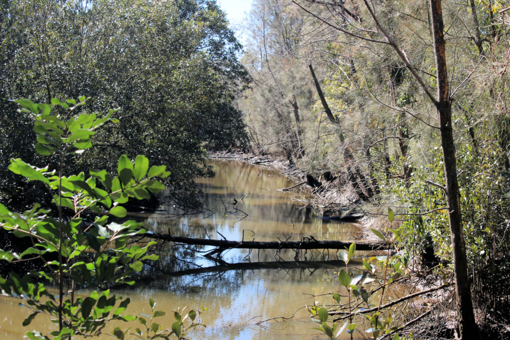 Mangroves