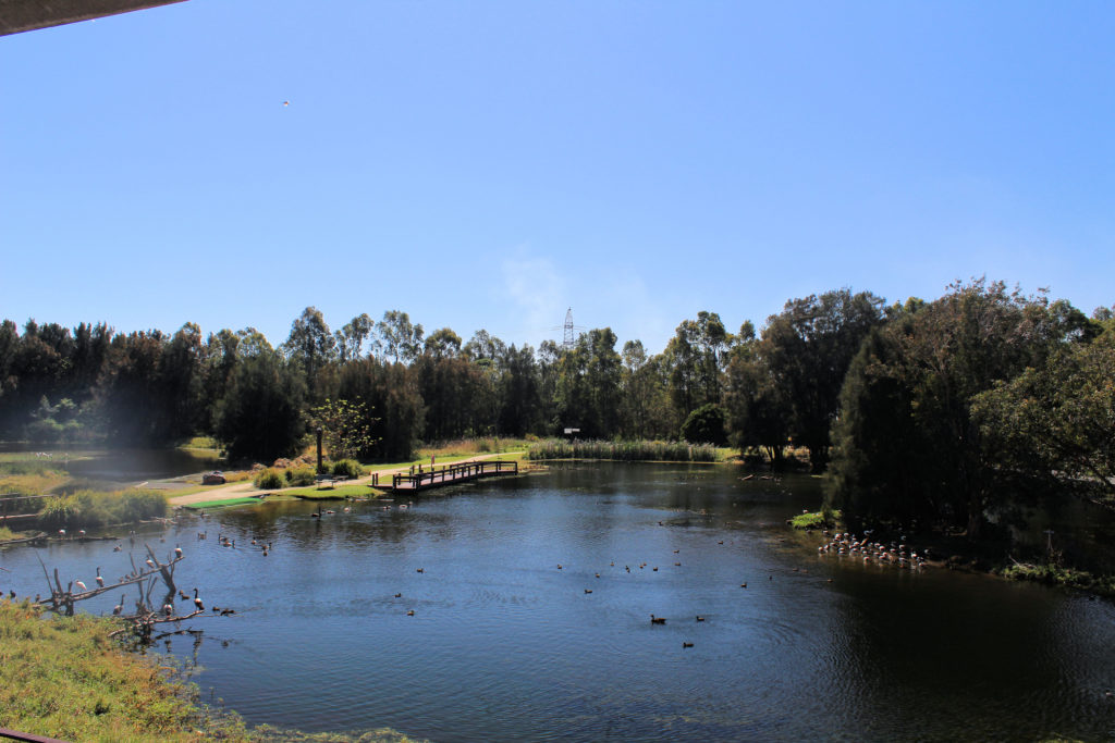 Main Water Body at Hunter Wetlands Centre