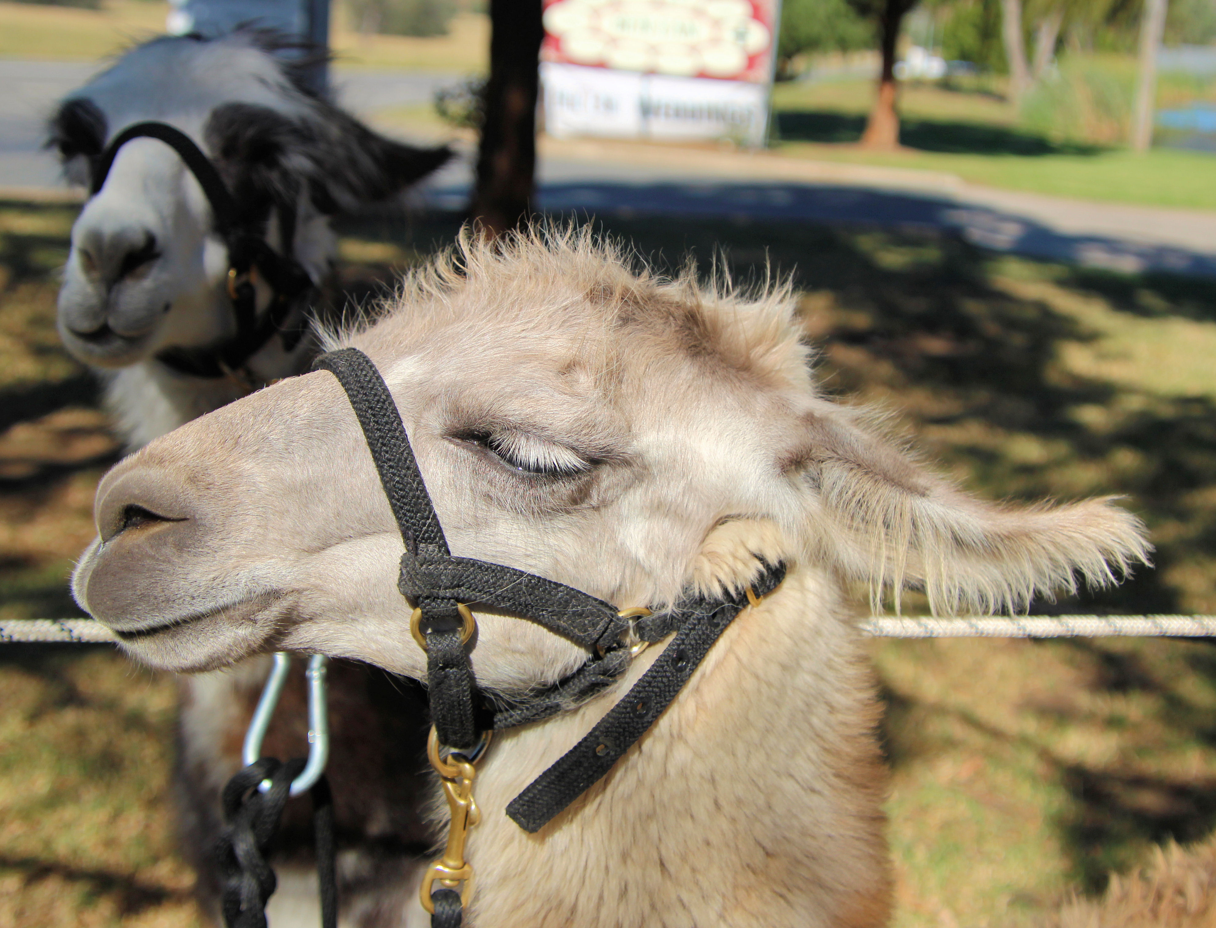 Cool Llama Walking With Llamas