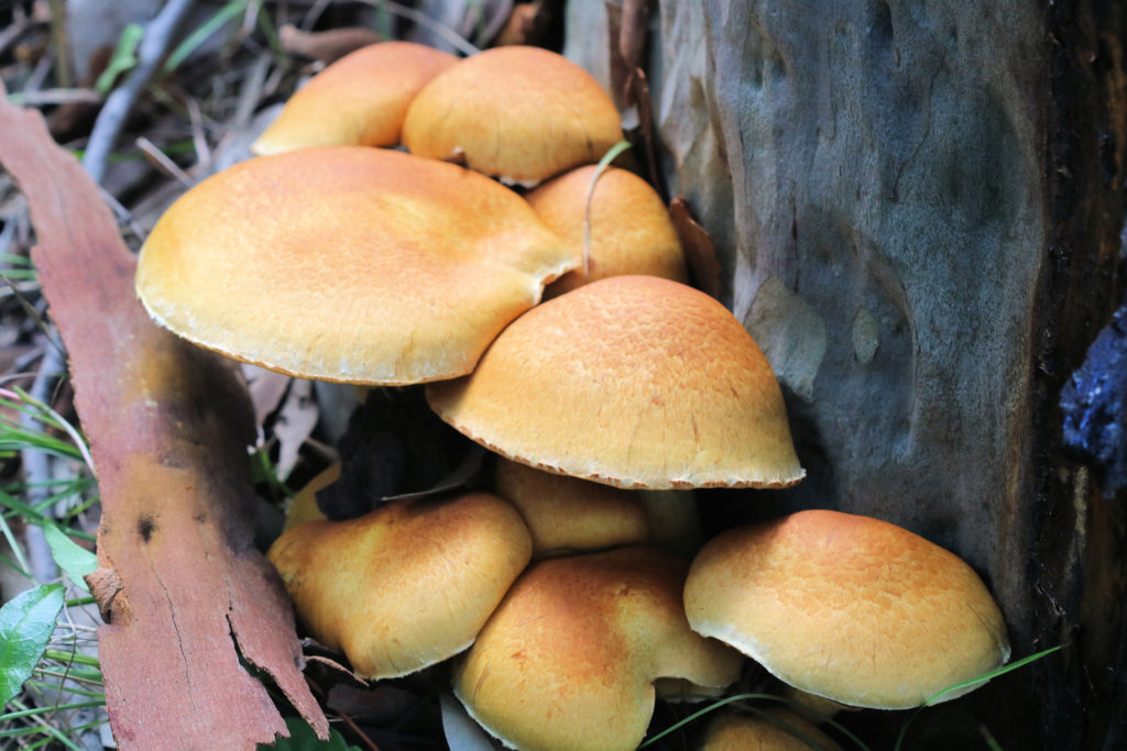 Orange Mushroom in Leaf Litter Lake Macquarie State Conservation Area