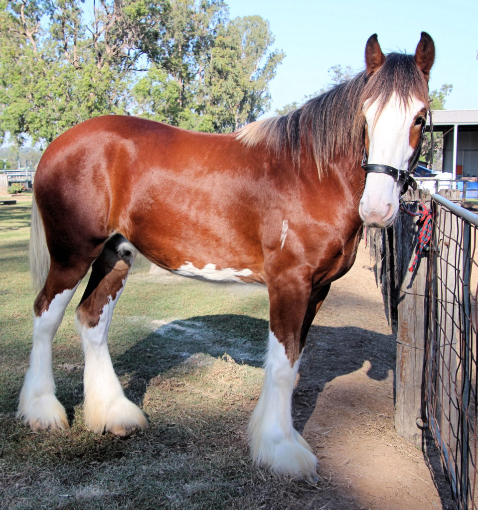 St Heliers Heavy horse Field Days