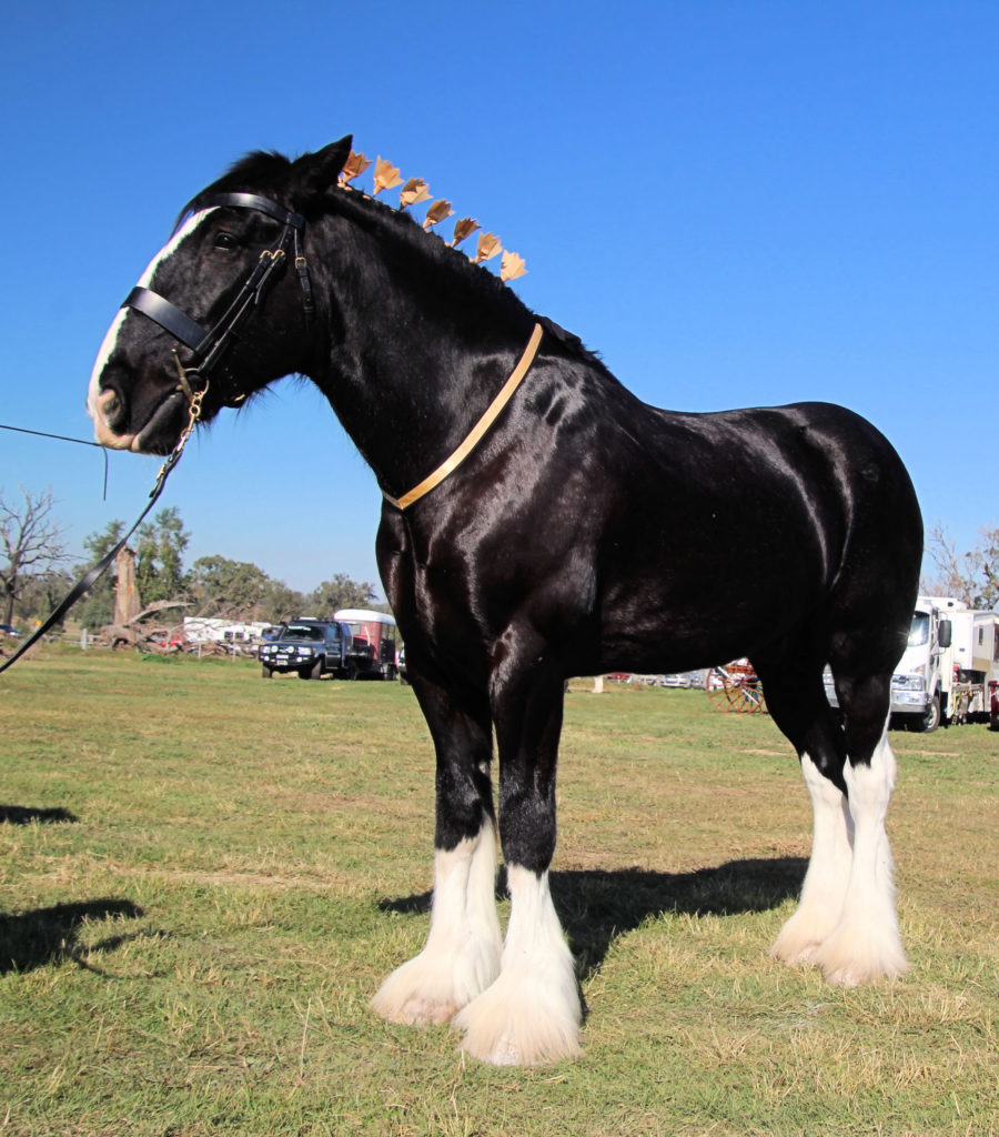 Shire Horse at St Heliers Heavy Horse Field Days