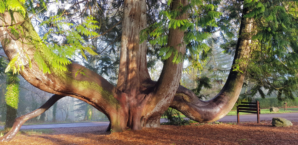 One of the Old Trees on the Grounds of Blarney Castle