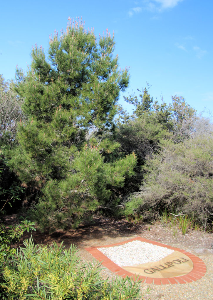 Lone Pine Gallipoli Memorial