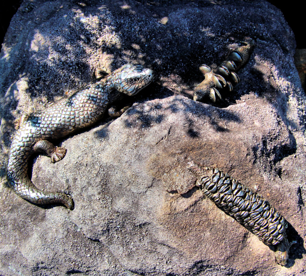 Sculpture to Show The Importance of Reviving Coastal Bushland  Bondi to Bronte Coastal Walk