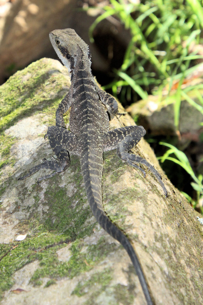 Bearded Dragon on the Valley Floor