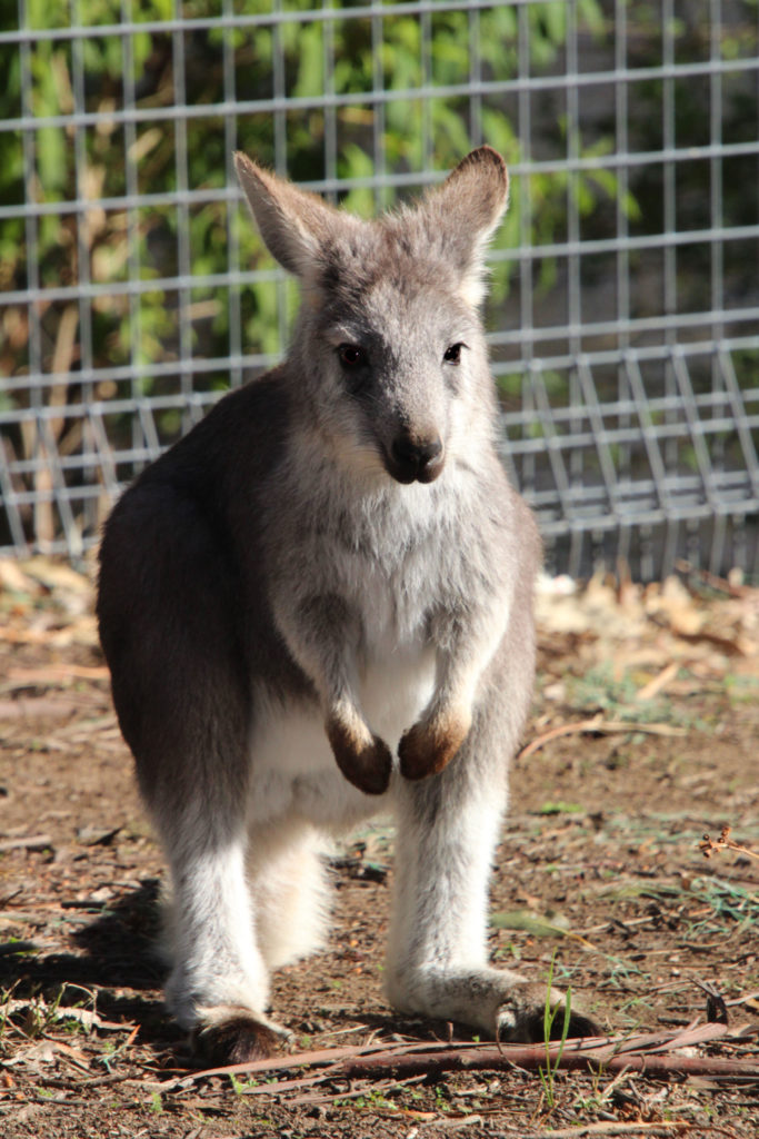 Kangaroo at Tallowa Dam