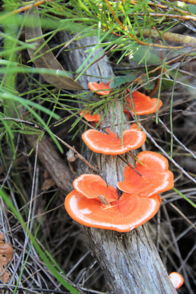 Fungi Growing near the Girrakool Loop Track