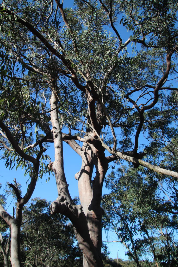 Eucalypt on the Girrakool Loop Track