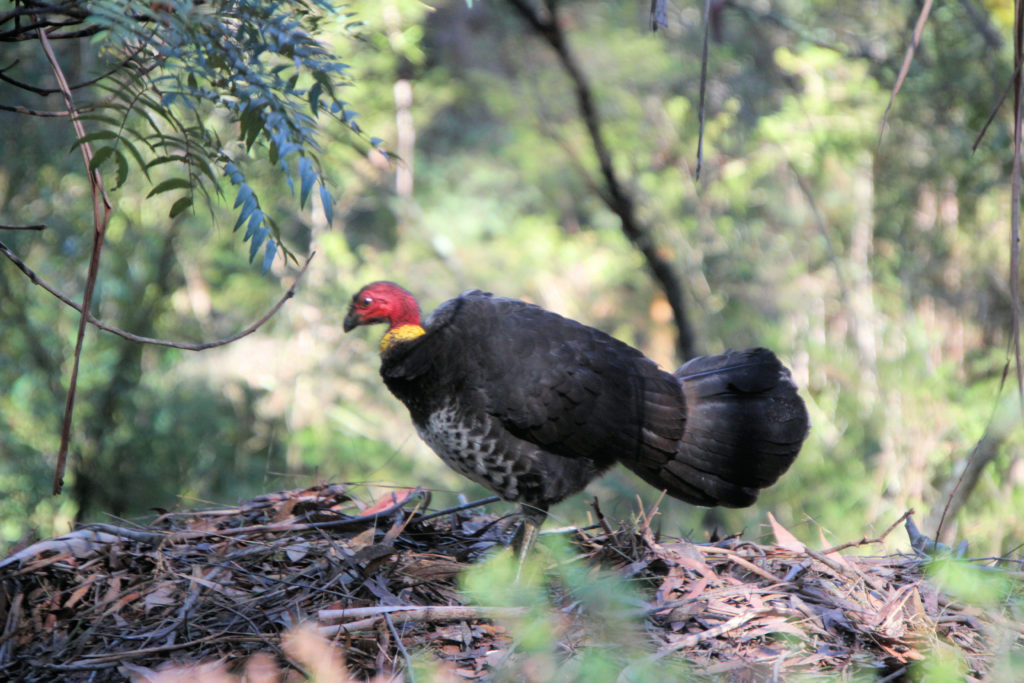 Bush Turkey on its Nest