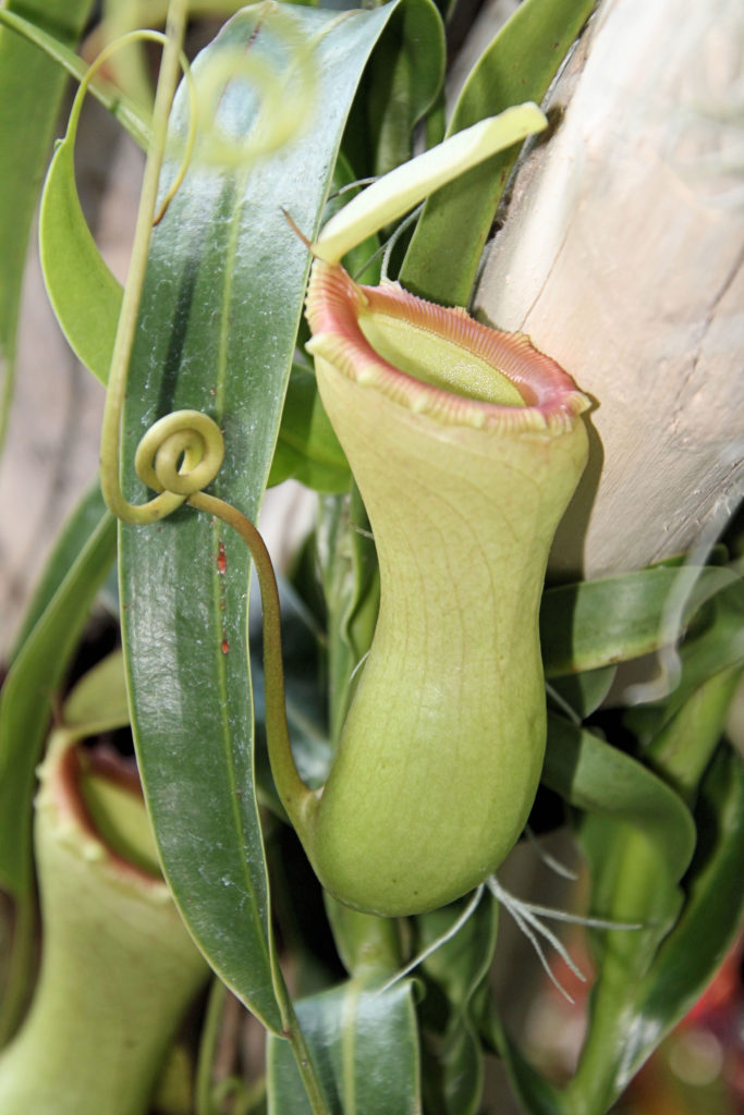 Pitcher Plants The Calyx