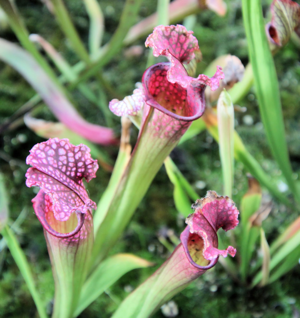 Pitcher Plants The Calyx