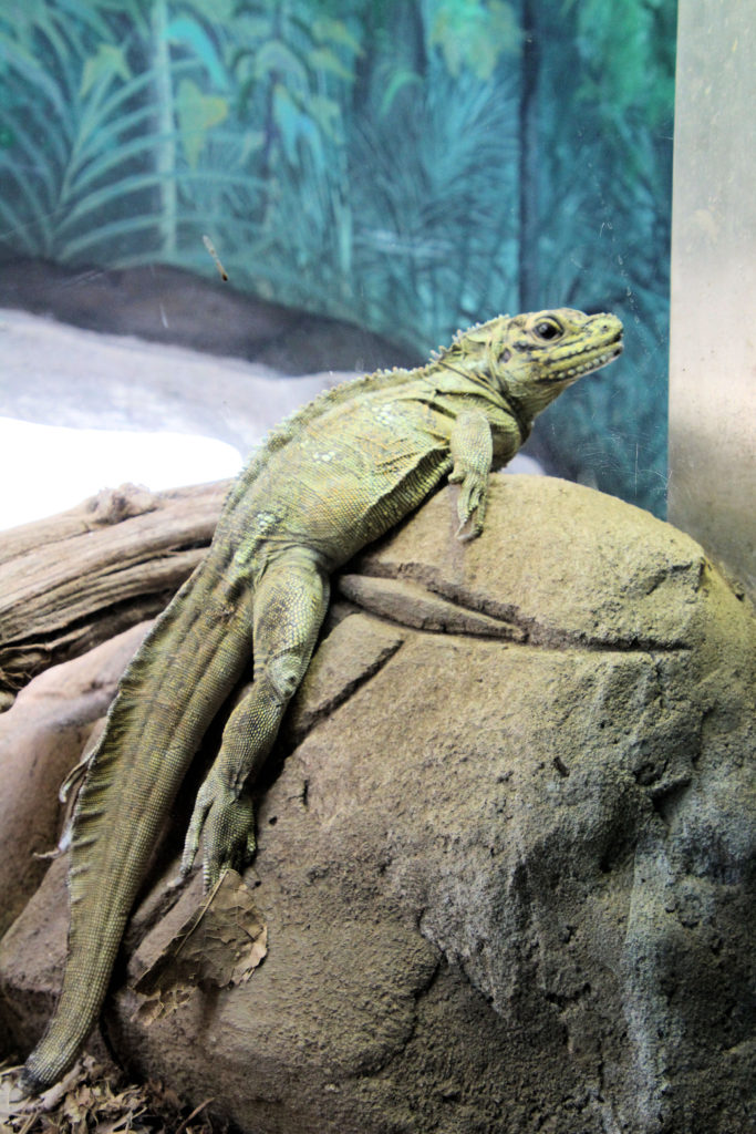 Iguana in the Reptile House