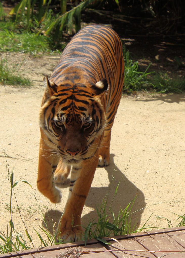 Tiger Near the Perspex Window