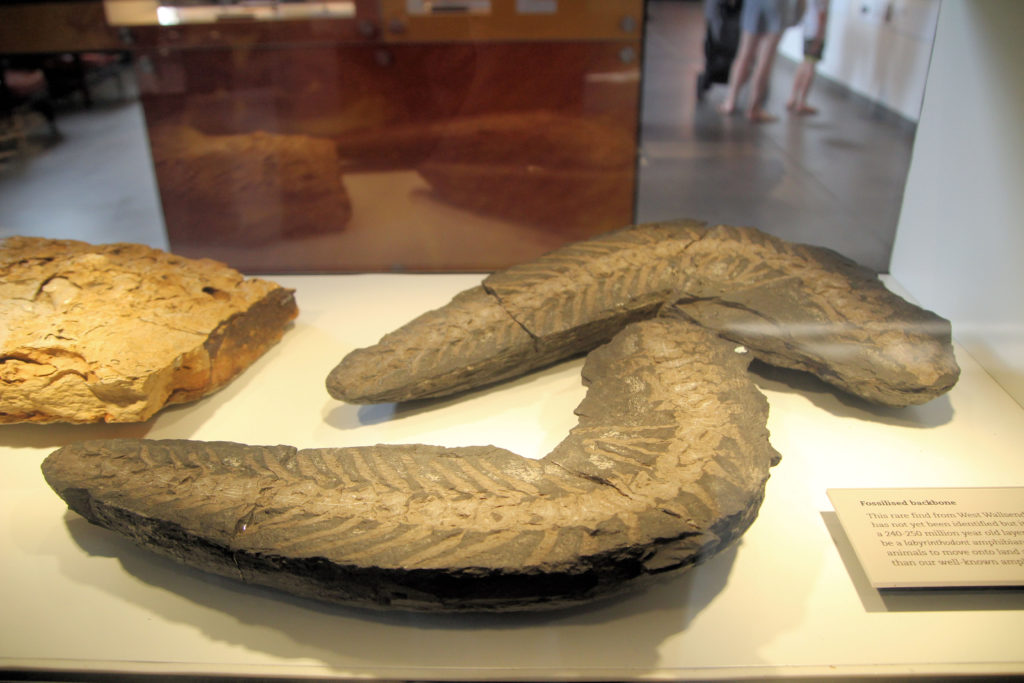 Fossilized Backbone Newcastle Museum