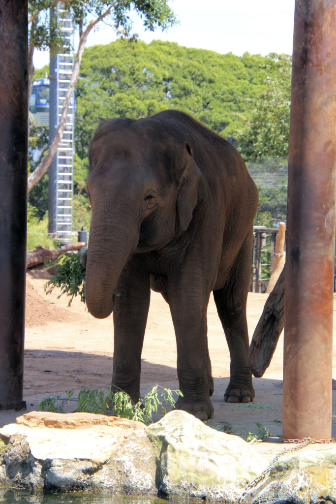 Baby Elephant