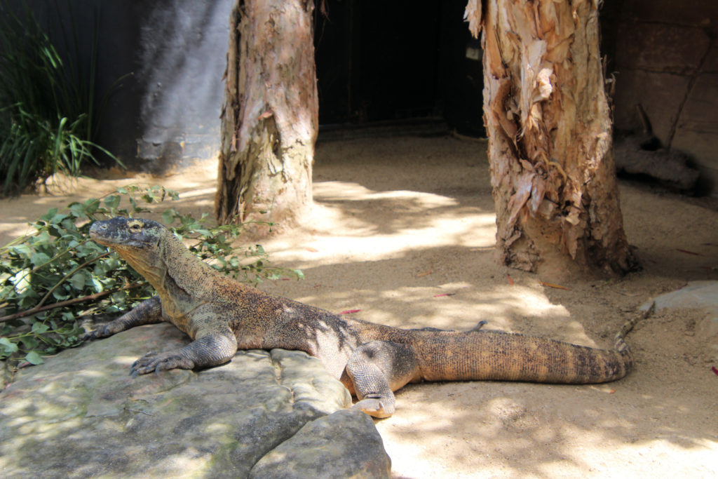 Komodo Dragon