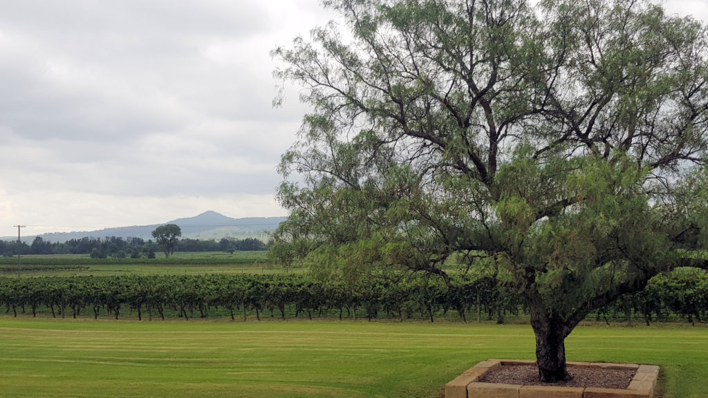 Scenery at Two Rivers Wines