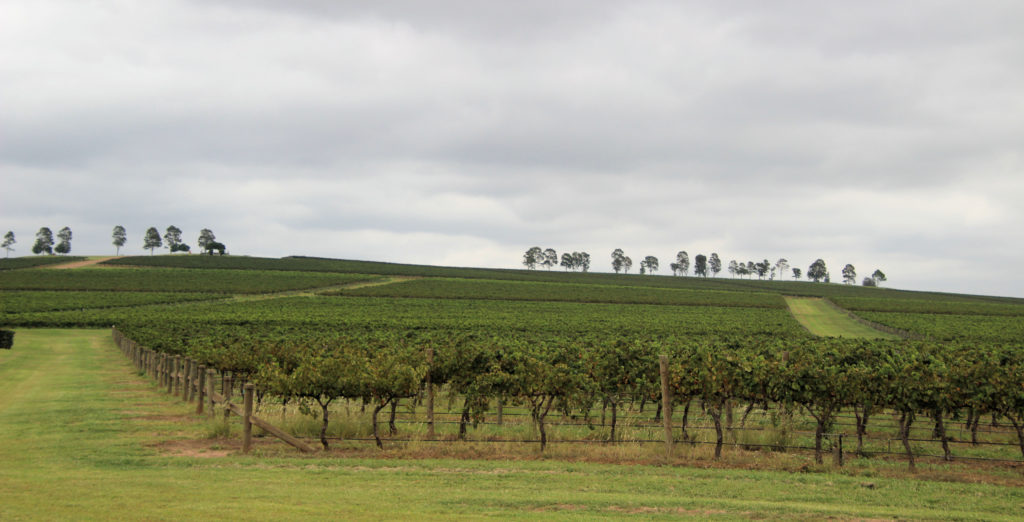 Two Rivers Wines Vineyards