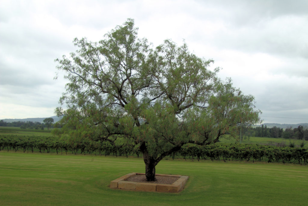 Scenery at Two Rivers Wines