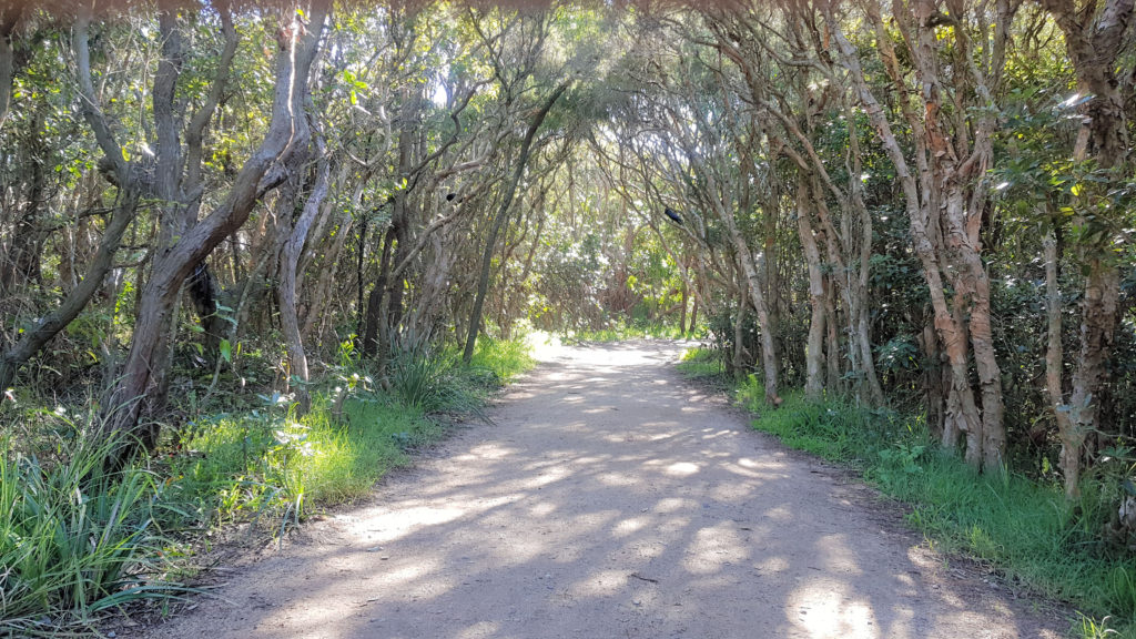 Walking Trail Hickson Street Lookout