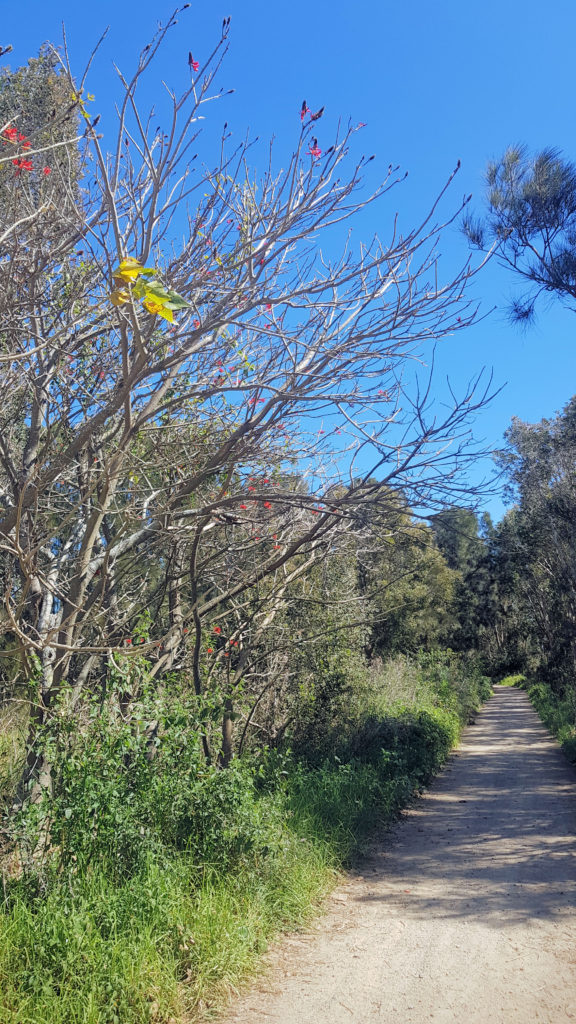 Kalaroo Fire Trail Turnoff to Belmont Lagoon