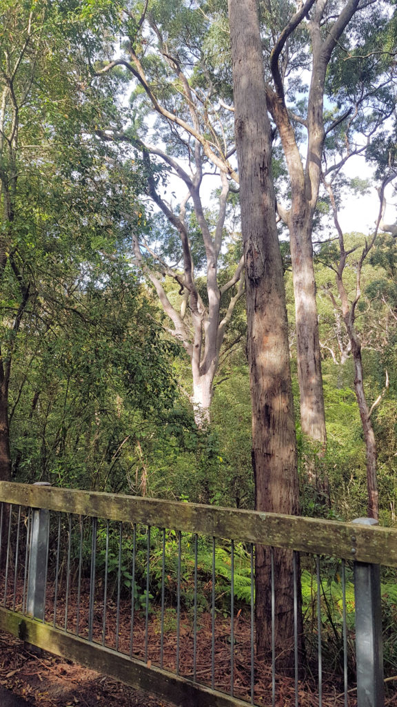 Gum Trees