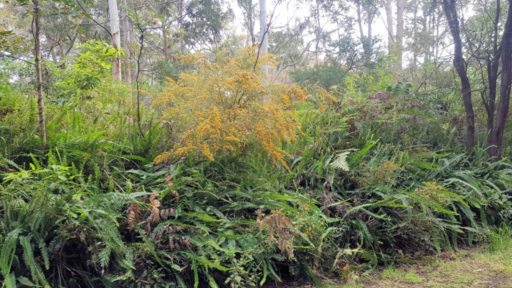 Ferns and Flowers