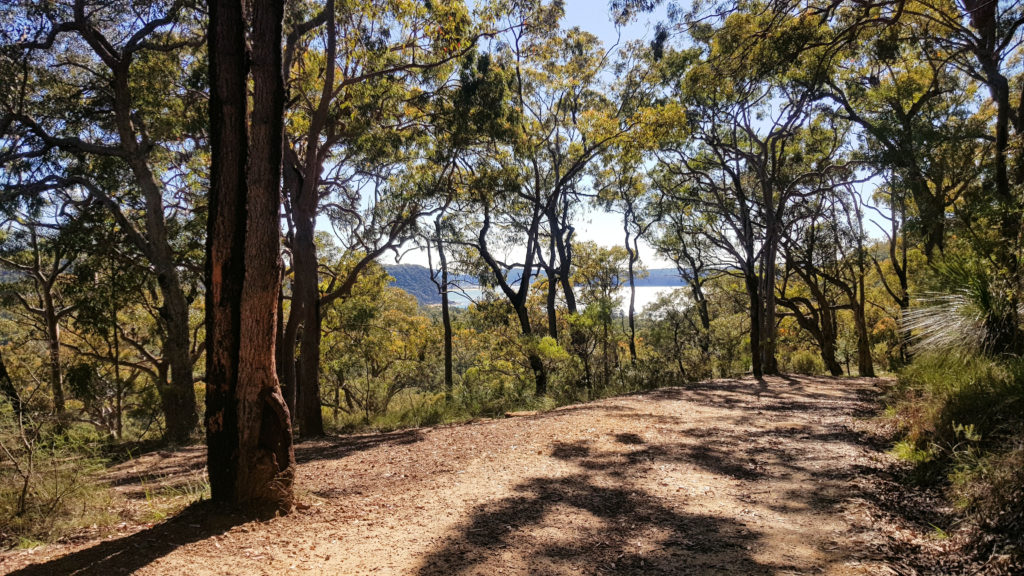 The Pearl Beach Patonga Fire Trail