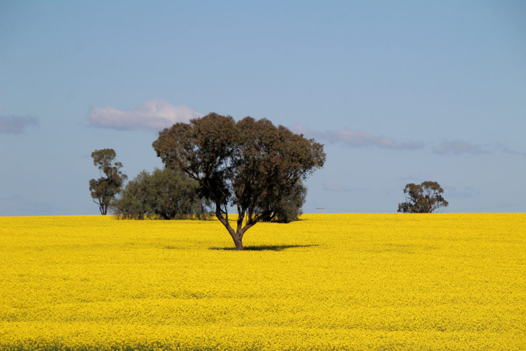 Canola Crops in Flower