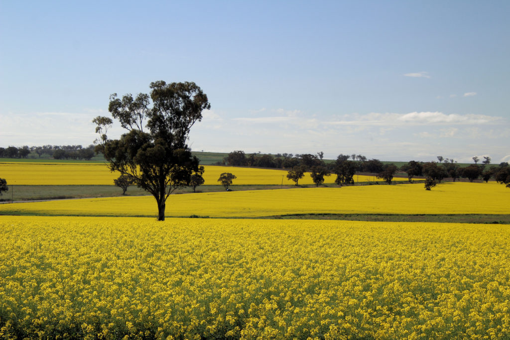 Canola Crops in Flower