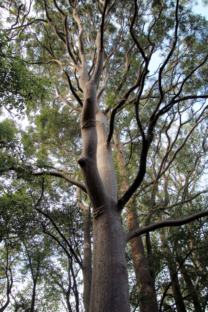 Eucalyptus Tree