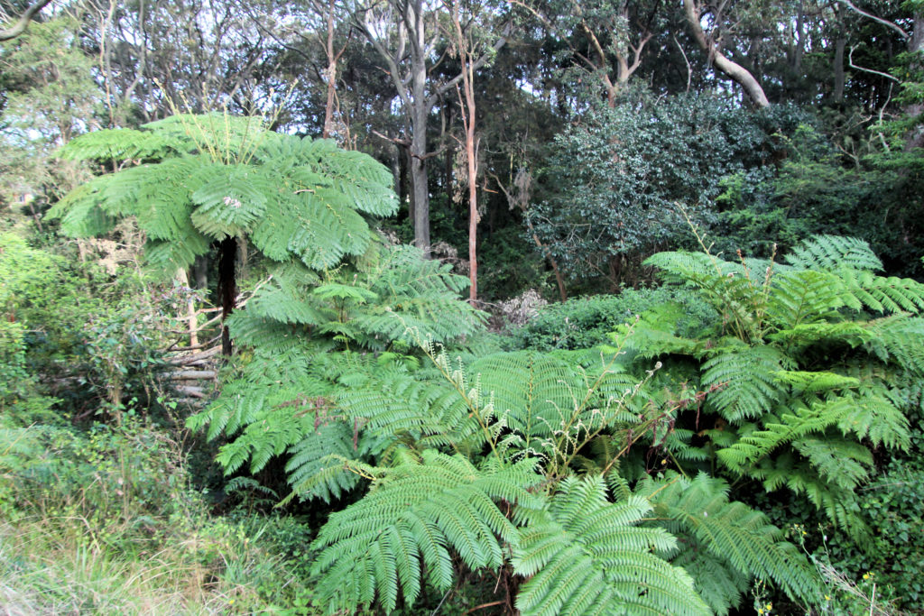 Fern Trees