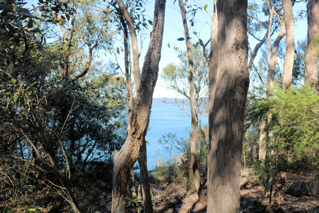 Hawkesbury River Through Trees at Warrah Lookout