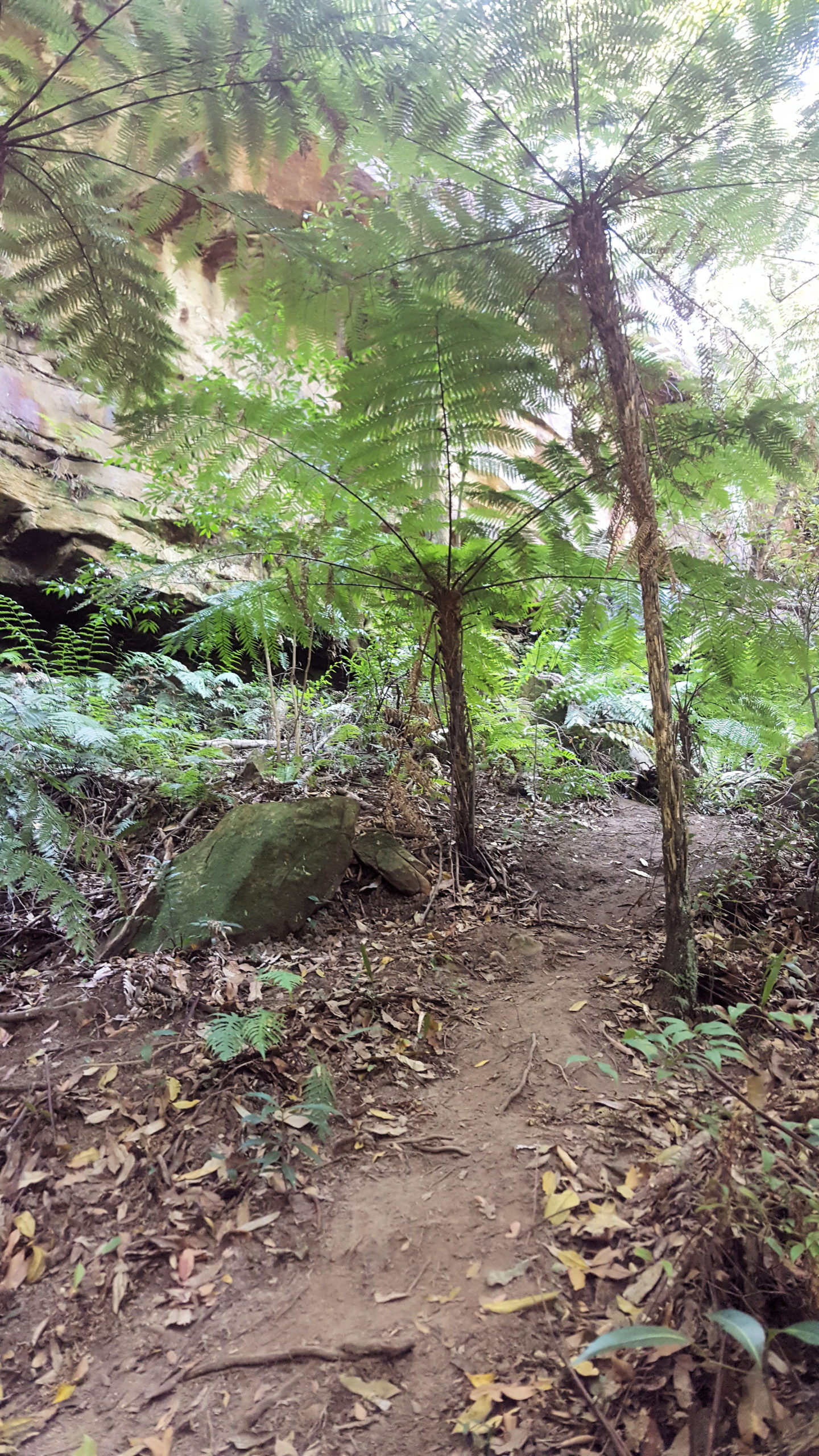 Ferns and Palms on the Strickland Falls Trail