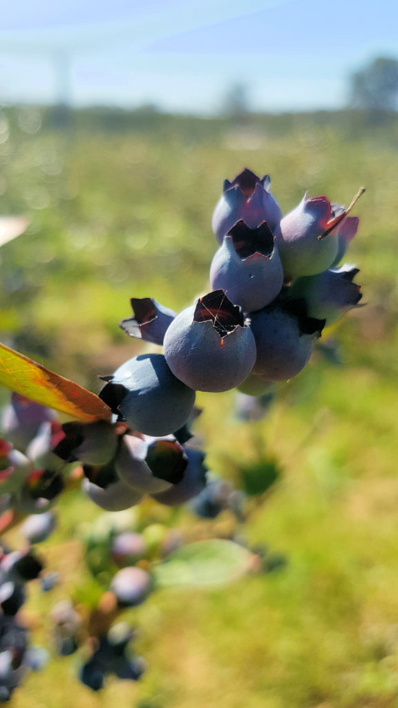 Blueberries Ready to Pick