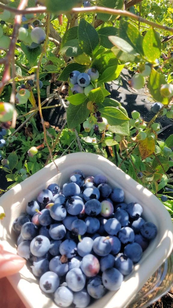 A Freshly Picked Punnet of Blueberries at The Giving Farm Blueberry Picking