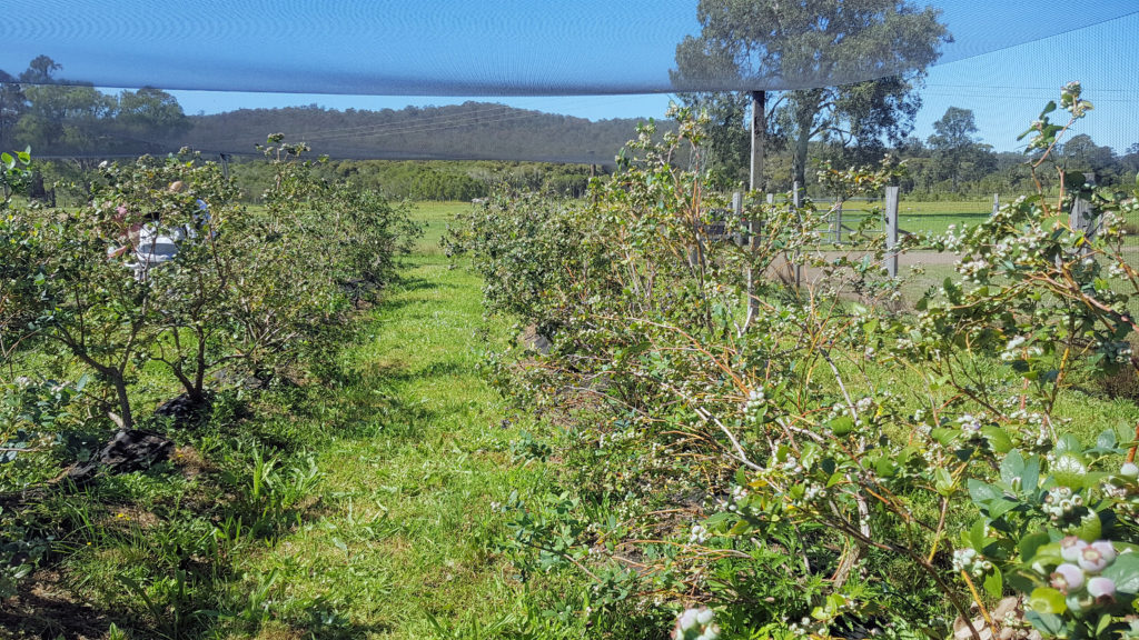 Blueberry Bushes at The Giving Farm