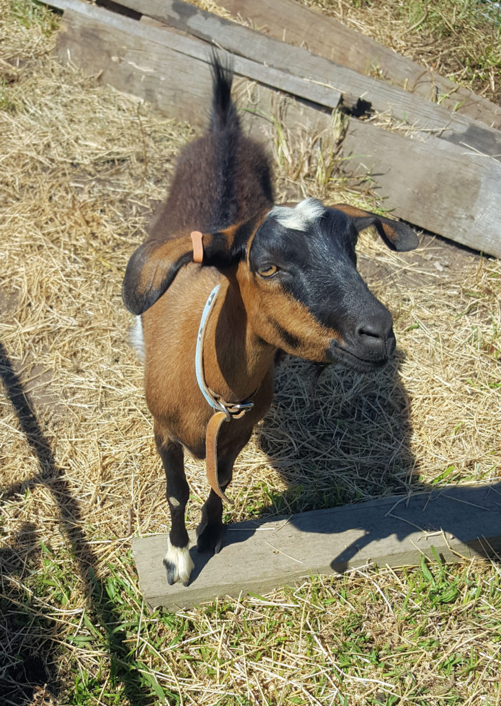 One of the Milking Goats