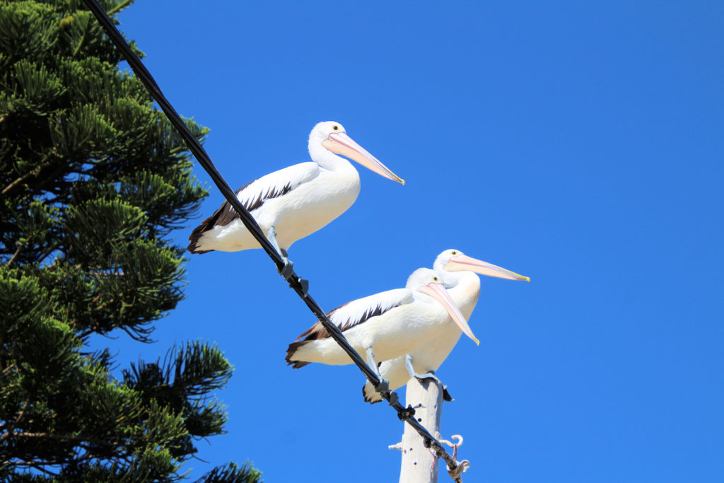 Pelicans