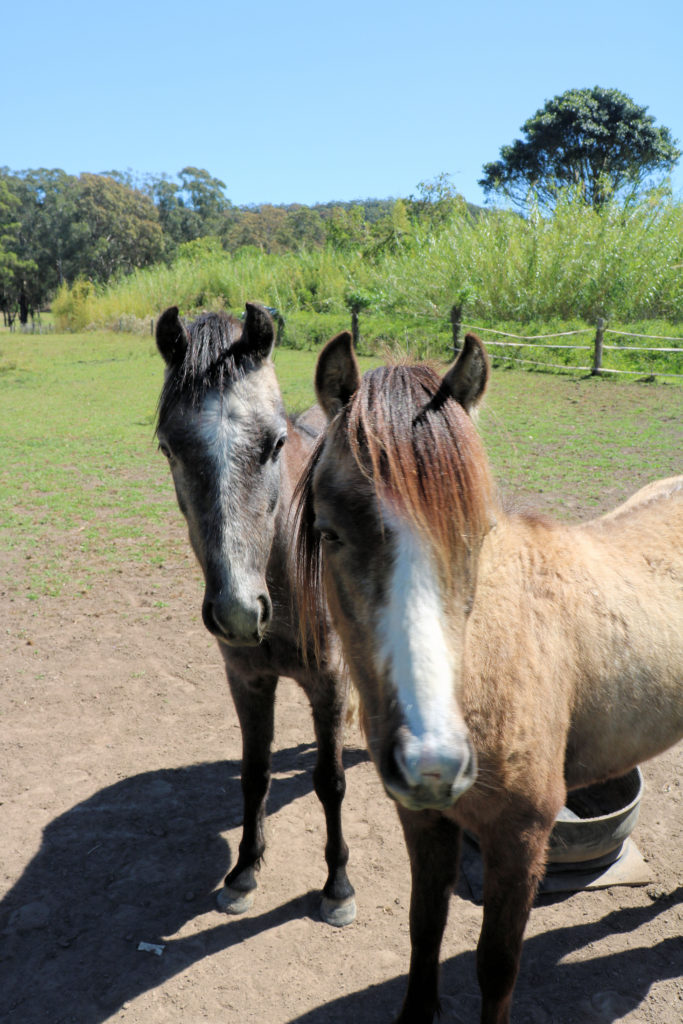 Two Horses in the Fields Next Door