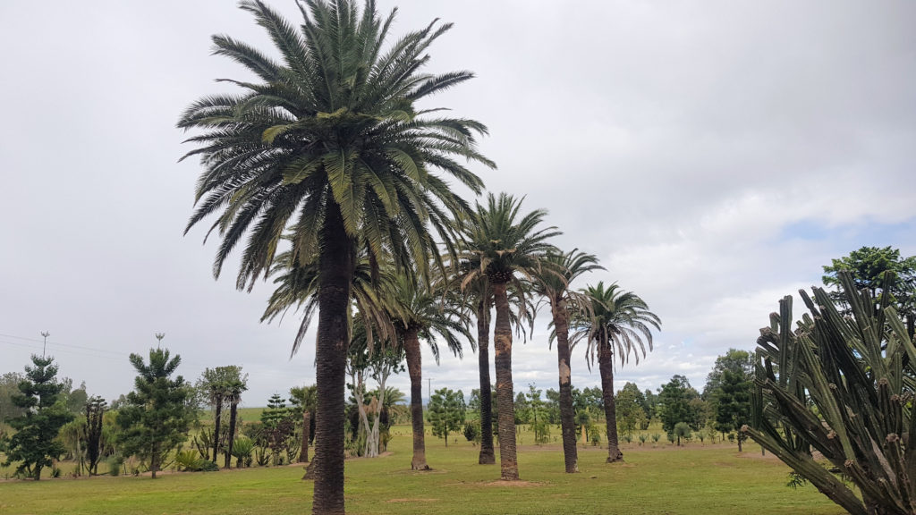 Mature Palm Trees at Dale Franks Botanic Gardens