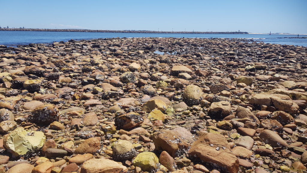 Low Tide Near the Breakwall at Horseshoe Beach