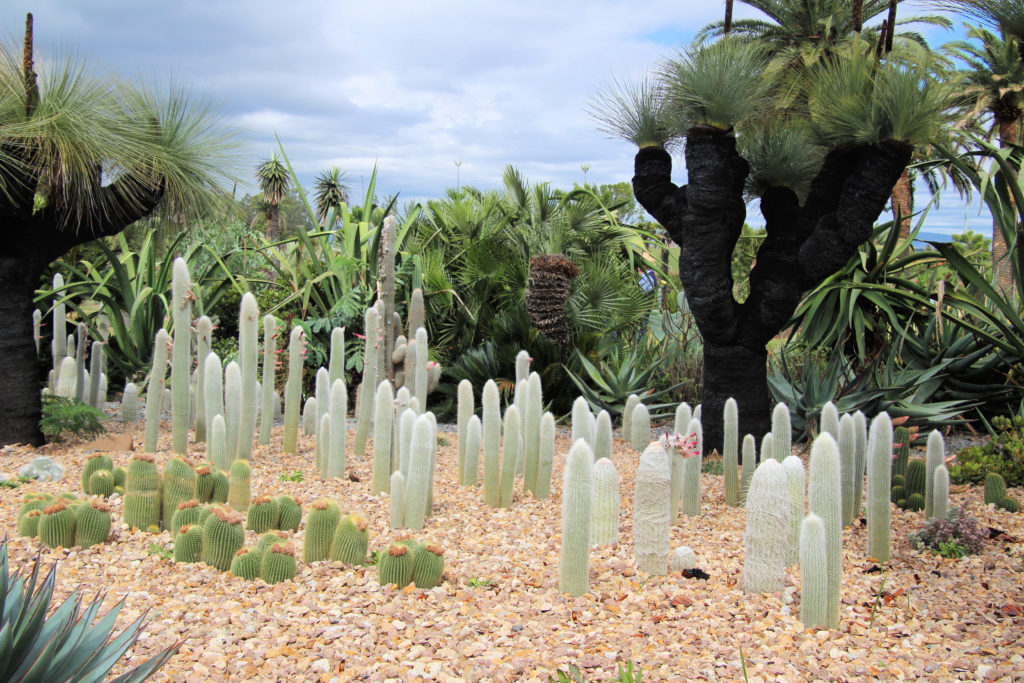 Cactus Garden Dale Franks Botanic Gardens