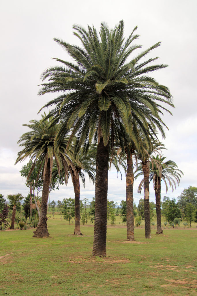 Mature Palm Trees at Dale Frank's Botanic Gardens