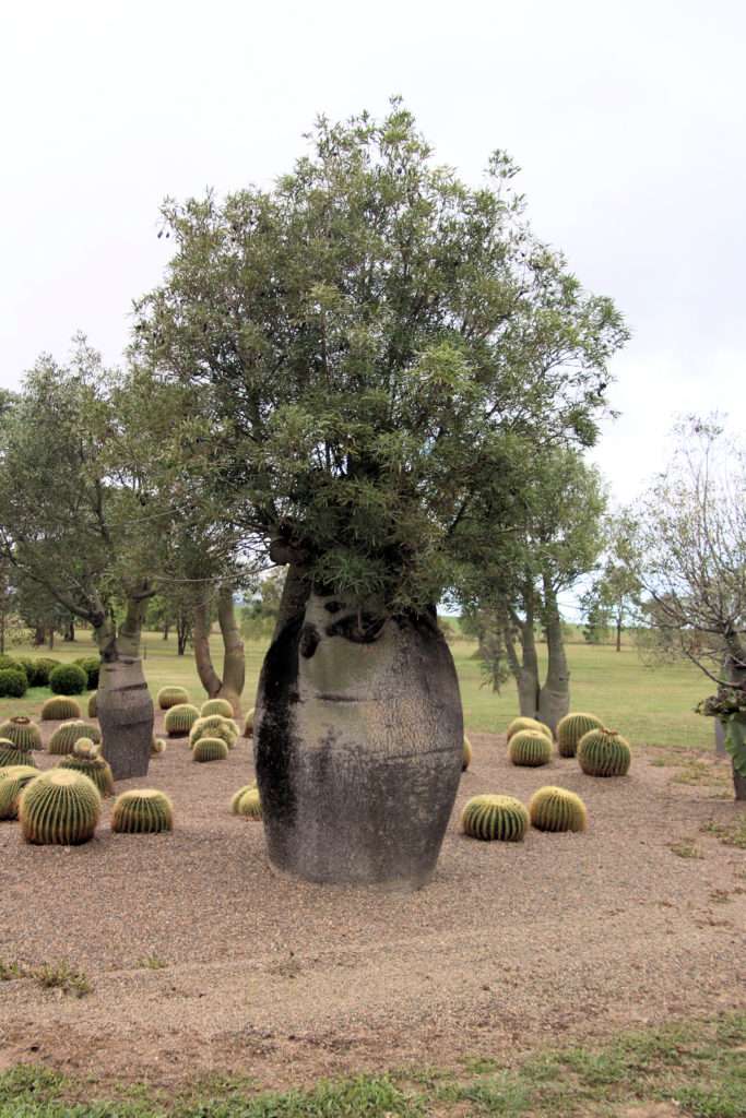 Boab Tree